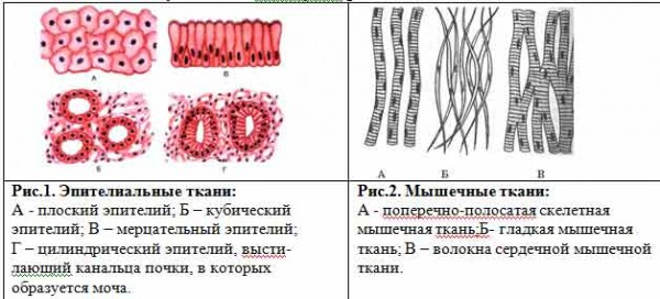 Лабораторная работа 8 класс ткани. Клетки цилиндрического однослойного эпителия. Однослойный кубический эпителий под микроскопом. Однослойный цилиндрический эпителий препарат. Однослойный эпителий почечных канальцев строение.