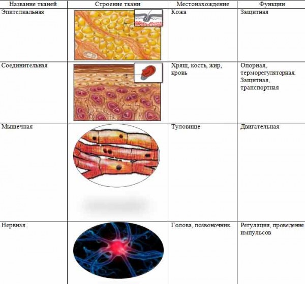 Строение тканей 8 класс. Изучение многообразия тканей животных таблица. Таблица строение тканей животной клетки. Строение тканей человека 8 класс биология. Таблица микроскопического строения тканей организма человека.