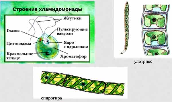 Схема строения клетки водоросли