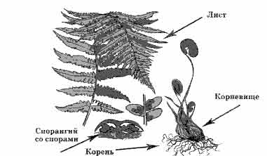 Рассмотрите рисунок на котором изображен папоротник. Спорангии папоротника рисунок. Корень лист спорангий корневище. Спорангий мха рисунок. Спорангий на рисунке обозначен цифрой.