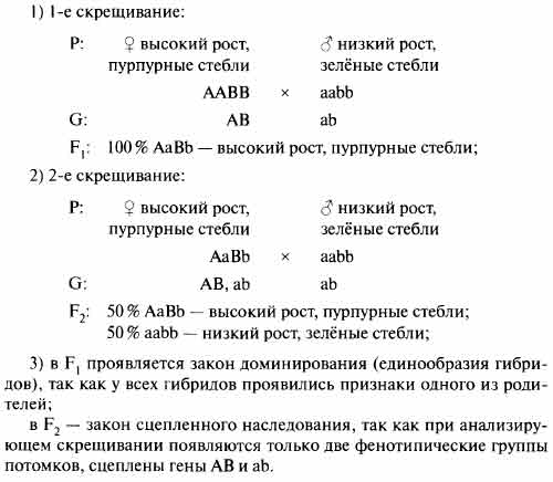 При скрещивании растений томата. При скрещивании томата с пурпурным стеблем. При скрещивании томатов со стеблем нормальной высоты.