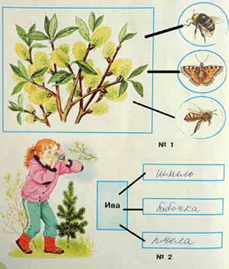С кем дружит ива вырежи из приложения рисунки и наклей их в схему номер 1