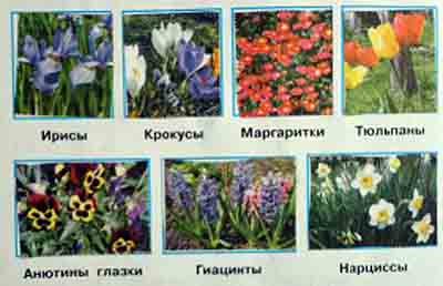 Определите несколько растений весенних цветников. Несколько растений весенних цветников и их названия. Растения весенних цветников названия. Растения весенних цветников 2 класс.