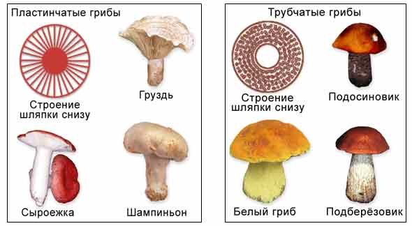 Отметь рисунки на которых представлены пластинчатые грибы