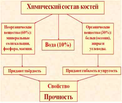 Костная ткань лабораторная работа