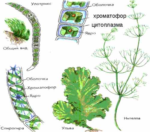 Спирогира водоросль рисунок