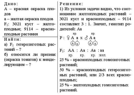 Гибридные абрикосы получены в результате опыления красноплодных. Решение задач по молекулярной генетике с ответами. Задачи по биологии 9 класс генетика с решением. Задачи по генетике 9 класс. У томатов ген определяющий красную окраску плодов доминантен.