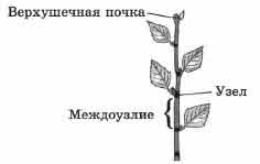 Рассмотрите изображение побега и выполните задание покажите стрелками и подпишите на рисунке стебель