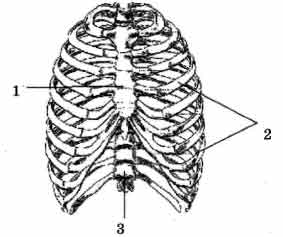 Рисунок грудной клетки человека