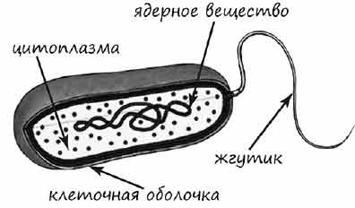 Покажите стрелками и подпишите на рисунке