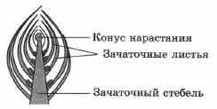 Покажите стрелками и подпишите на рисунке зачаточный лист почечную чешую зачаточный стебель