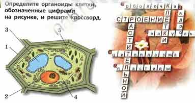 Рассмотрите рисунок клетки какой органоид обозначен буквой а