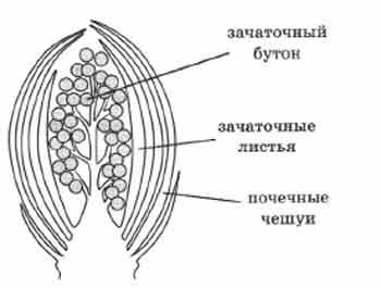 Рассмотрите изображение генеративной почки и выполните задания