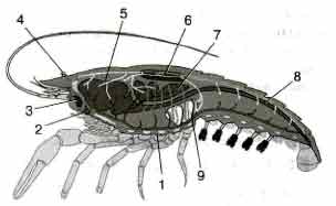 Какая часть тела речного рака обозначена на рисунке вопросительным знаком