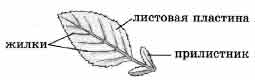 Покажите стрелками и подпишите на рисунке