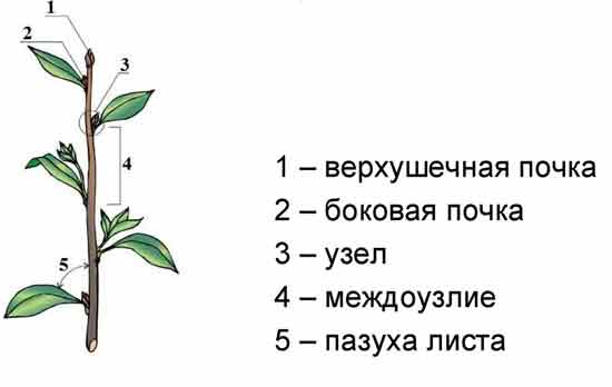 Строение побега биология 6. Стебель, почки, лист, междоузлие. Строение почки и побега. Побег узел междоузлие пазуха листа. Расположение почек на побеге вишни рисунок.