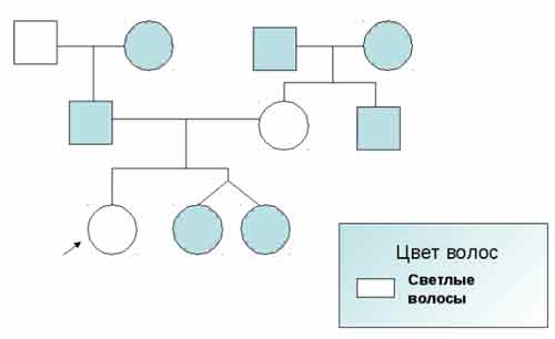 Родословная семьи по цвету глаз схема