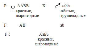 При скрещивании томатов с красными. При скрещивании двух сортов томата. При скрещивании двух сортов томата с красными шаровидными. При скрещивании томатов с шаровидными плодами. При скрещивании растений томатов с красными шаровидными плодами.