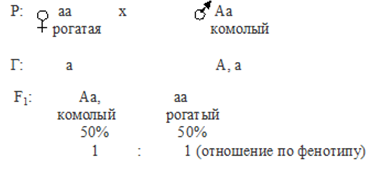 Скрестили комолого быка с рогатой коровой. Задачи по генетике на полное и неполное доминирование. Комолость у крупного рогатого скота. Генотип коровы. Задачи на неполное доминирование.