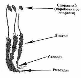 Ризоиды на рисунке