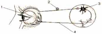 Рефлекторная дуга зрения схема