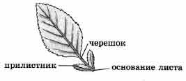 Рассмотрите изображение листа